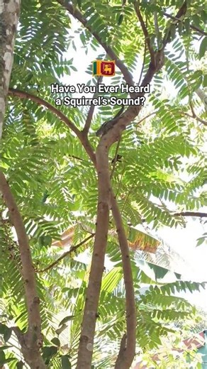 🇱🇰 Do You Know What Sound a Squirrel Makes?