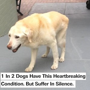 Want your dog to live the most active, happy life possible? 🐶 If so, you must try our new joint health chews! Formulated with the most powerful natural joint boosting ingredients available, it's a must-have for any owner who wants the best for their pup! | PetLab Co.