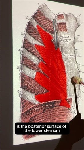 Transversus Thoracis #anatomy #kinesiology #anatomyshorts #muscleoftheday