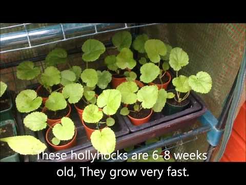 hollyhocks from seed, Successful propagation. Tips and Help.