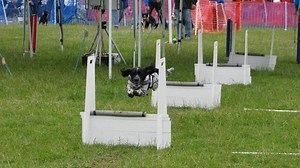 What is Flyball?
