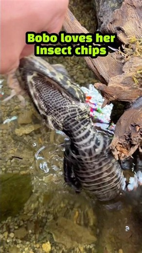 Level up your reptile's diet today #reptilecare #animalenrichment