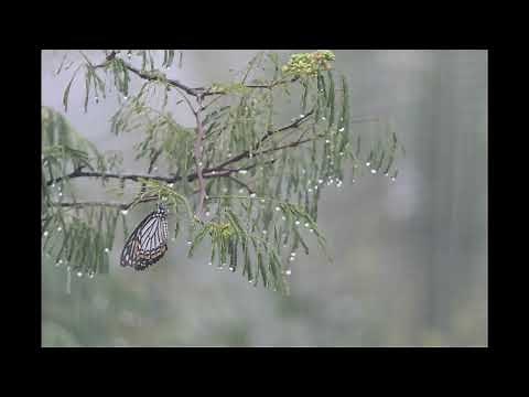 What do butterflies do when it rains? - A timelapse