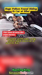7.4K views · 46 reactions | Huge Python Found Hiding in Car at Sibu!...