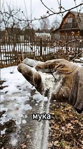 Be sure to feed your cherry tree this spring #garden #dacha #vegetable garden
