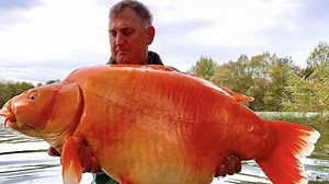 Un poisson rouge de 30 kilos pêché dans un étang aubois