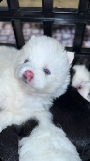 White coat and blue eyes ❤️ | Portland Pomskies