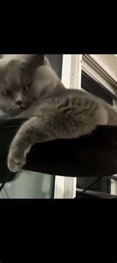 Muscle Cats: Strong Felines in Action