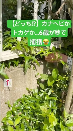 【どっち!?】カナヘビかトカゲか…6歳が秒で捕獲😂#カナヘビ #トカゲ #とかげ #かなへび #爬虫類 #虫 #6歳 #男の子 #小1 #小学生 #小学生あるある #育児 #子育て #親子 #遊び