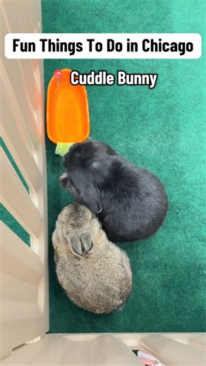 1.7K views |  Address: 2901 N Clark St, Chicago, IL 60657 Business...