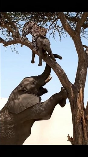 Power of a Mother | Elephant vs Leopard Survival Moment #viral