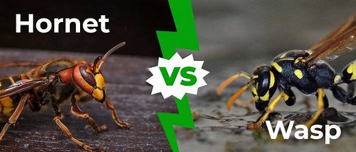 Wasps vs. Hornets: Key Differences, From Size to Sting