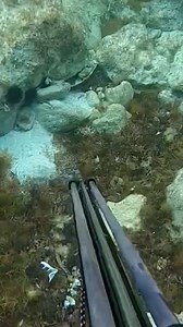 Super Octopus #underwaterfishing #fishing #spearfishing #underwater #pesca #pezsubmarino #pescaria | Underwater Fish