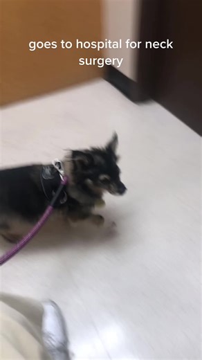 Adorable Dog Rescue Story: Florine Byrne's IVDD Recovery Journey