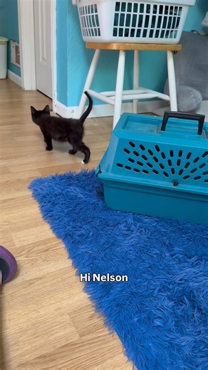 Kitten mitten #fosterkittens #kitten