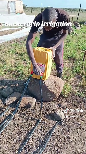 Bucket drip irrigation #drip #irrigation #dripirrigation #agriculture #farmlife