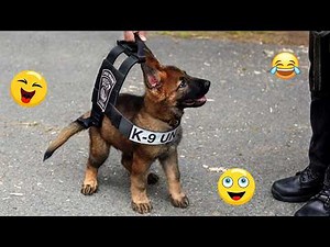 Try Not To Laugh 😂 Best Funny Dog Videos Compilation 2026 #16