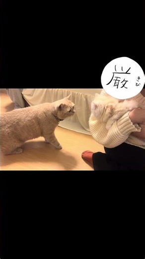 むぎとろ初対面#猫 #子猫 #猫のいる暮らし #猫動画 #cat #むぎとろろ#可愛い