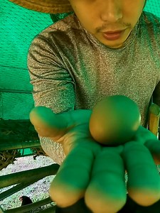 1 Ordinary Day in the Farm | The Off Duty Accountant