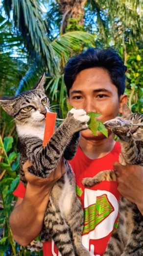 Food Asmr Cat #shorts #food #mukbang #cat