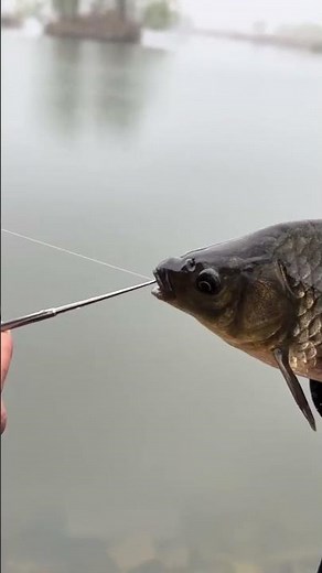 🎣 Fish Hook Remover Tool | Quick & Safe Hook Extractor