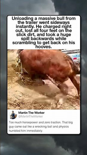 Massive Bull Loses Traction Instantly