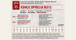 Lot 35: Star G Ranch & Friends Red Angus Auction