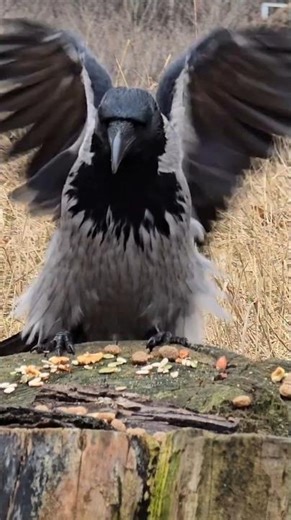 This Crow Packed Its Beak Full 😄🐦‍⬛