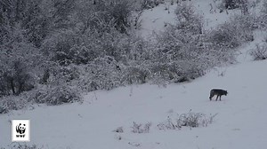 What happens when two deadly predators face off? http://buff.ly/1T8IoAd Credit: WWF/Zenek Wojtas | LiveScience