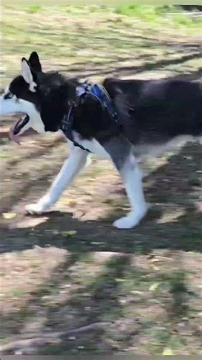 Husky Chase! 🐾 (Yuki and Kaze) #husky #siberianhuskies #huskylife #dog #pets