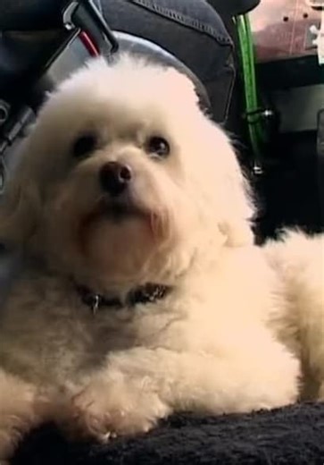 Breed All About It S05:E13 - Bichon Frise