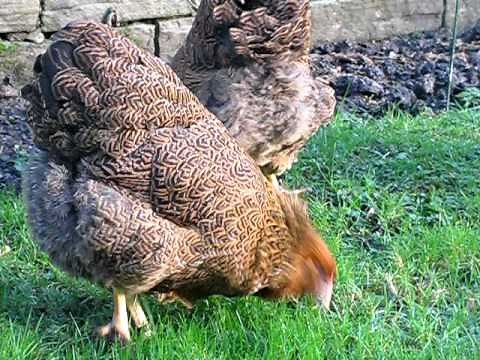 PARTRIDGE WYANDOTTE LARGE FOWL FROM CHESHIRE POULTRY WINNER AT THE NATIONAL 2011