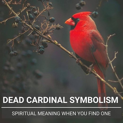 Dead Cardinal Meaning: Spiritual Omens And Symbolism Explained