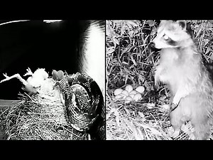 Predators in the Dark: The Devastating Attack on Bird Nests – What Happens to the Chicks and Eggs?