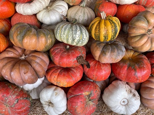 Patchogue's Fall Festival Set For Saturday