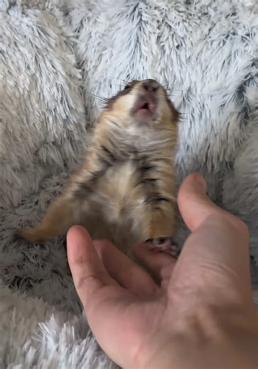 Prairie Dogs Wahoo: A Cute Monday Motivation