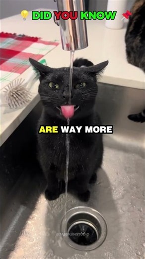THIS IS WHAT MAKES BLACK CATS SO SPECIAL. #shorts #viral #usa