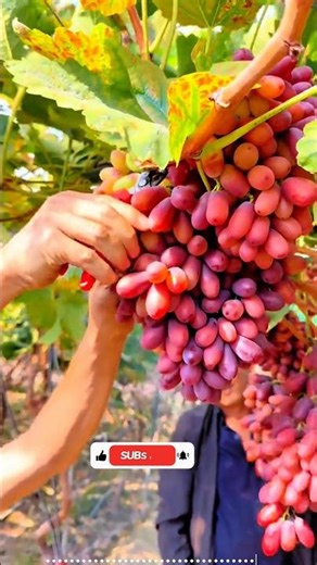 grape fruit pruning #grapepruning​