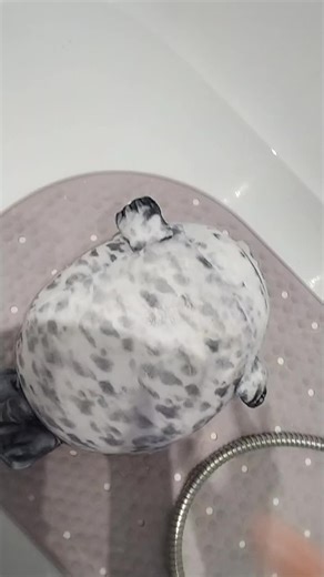 Chubby Seal's Heartfelt Moments