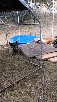 Romeo and Juliet pool time!