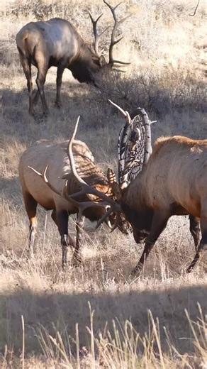 24K views · 9.7K reactions | Luckily, these two didn’t get locked up in this and the hammock swing was later safely removed from the bull by CPW. #photography #wildlife #nature #reels #foryoupageシ #wildanimals #elk #bullelk | Good Bull Guided | Facebook