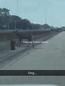 Royal Oak - Snapchat video shows a deer jumping onto the busy I-696 freeway from the 10 Mile service drive in front of the Detroit Zoo. It’s unknown if any vehicles hit the deer. Update from a follower - The deer did not survive the fall. | Macomb County Scanner