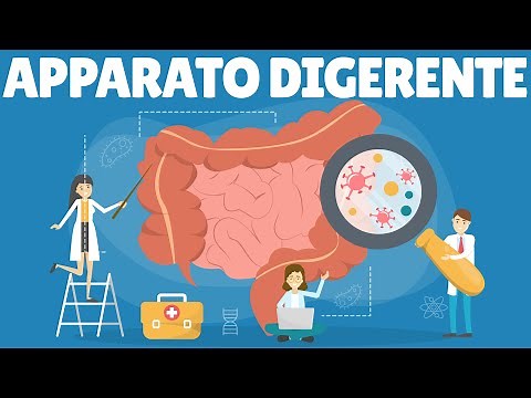 Apparato digerente - La digestione - Il sistema digerente