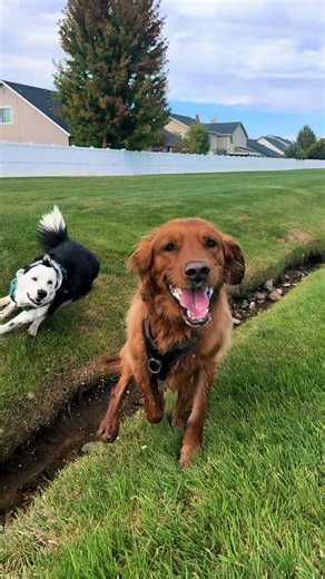 My besties fr #dogmom #goldenretriever #bordercollie | dog