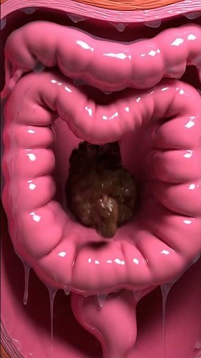 Rectum Cross-Section: Slow Movement of Semi-Solid Stool #anatomyvision #satisfying