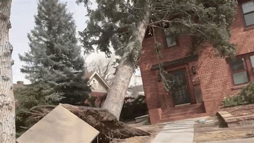 Record-breaking wind gusts uproot large trees in Cheyenne