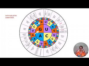 TEKS B 7.B reading a codon chart 'how to'