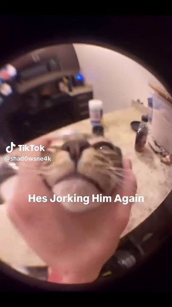 Divertidos videos de gatos en TikTok