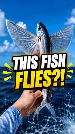 Flying Fish Are Real... Here's Proof #fish #flyingfish #fishing