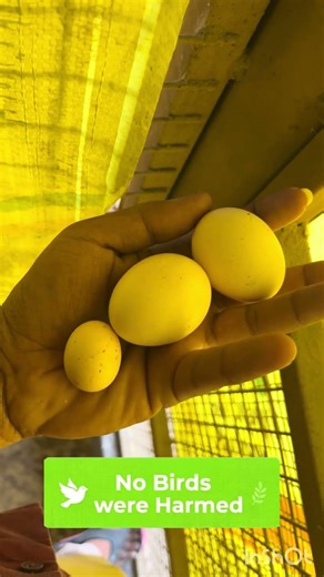 Rare Small Egg Found! Kuyil Egg in Chicken Nest | Hatching Update